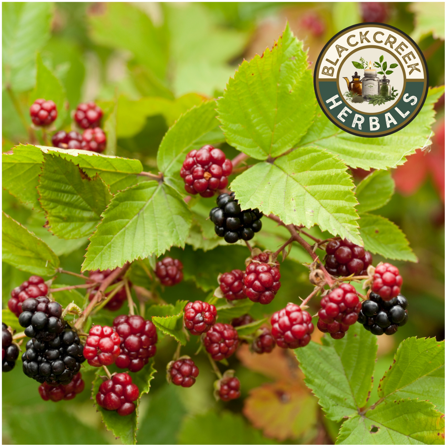 Blackberry Leaf Loose Herb 1oz (28g)