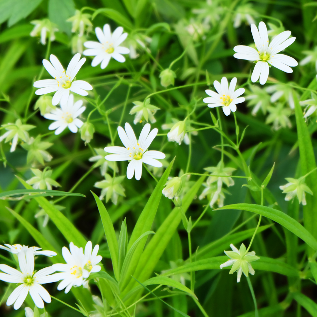 Chickweed Herb 1oz (28g)