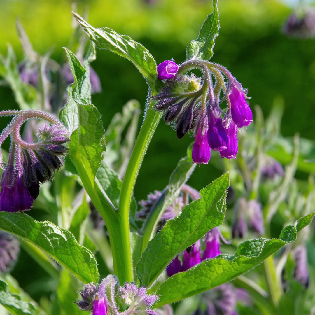 Comfrey Leaf Loose Herb 1oz