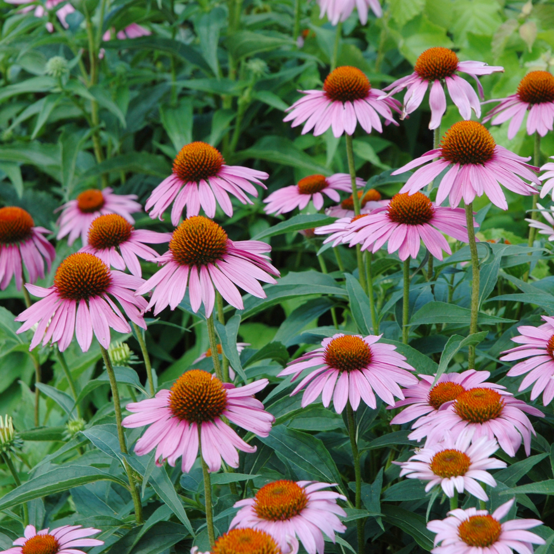 Echinacea Purpurea Loose Herb 1oz/28g