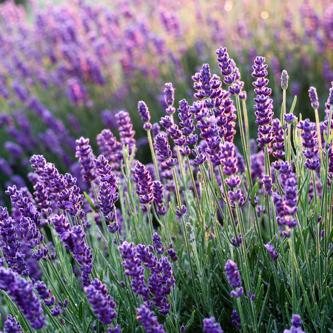 Lavender Flowers Herb 1oz/28g