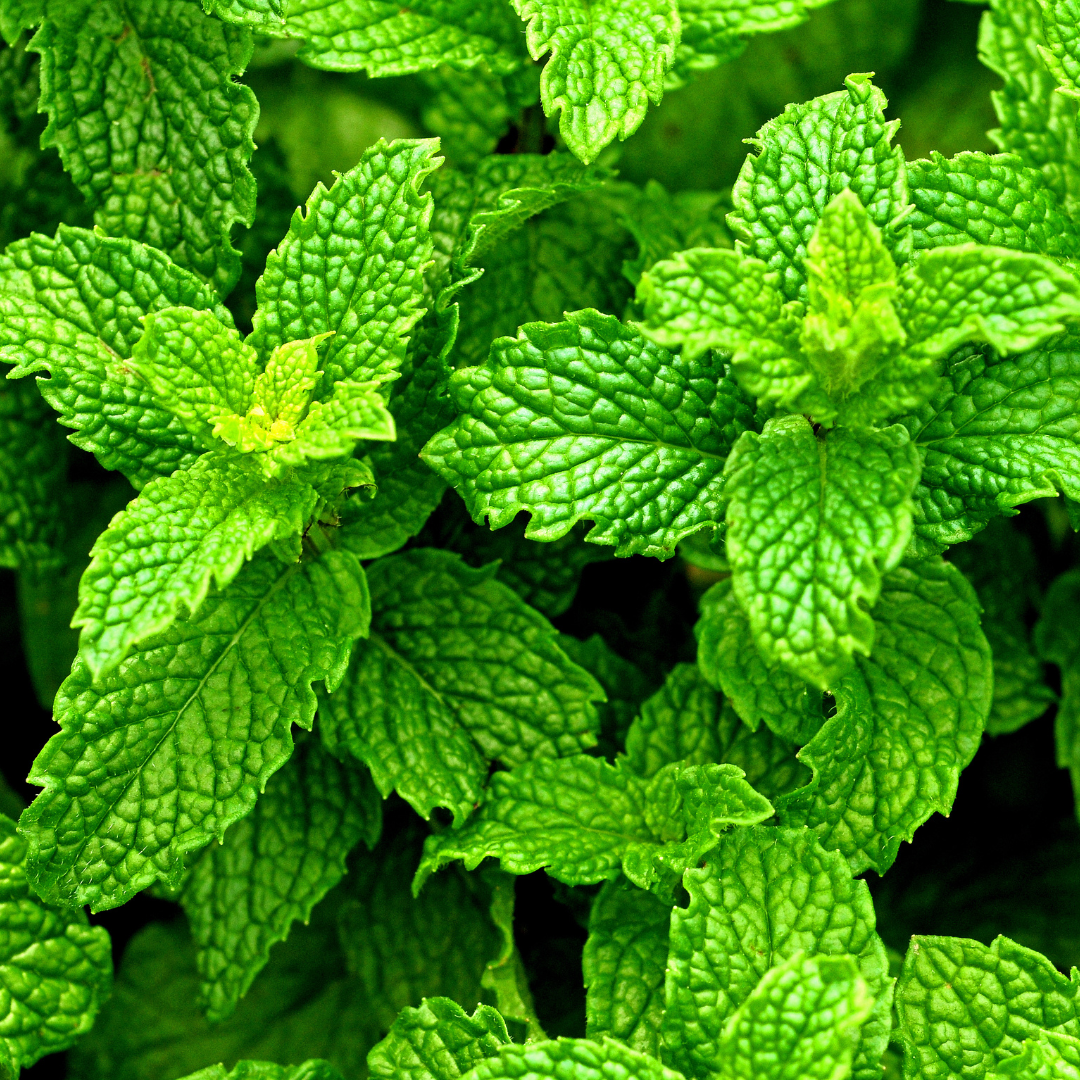 Peppermint Leaf Loose Herb 1oz/28g