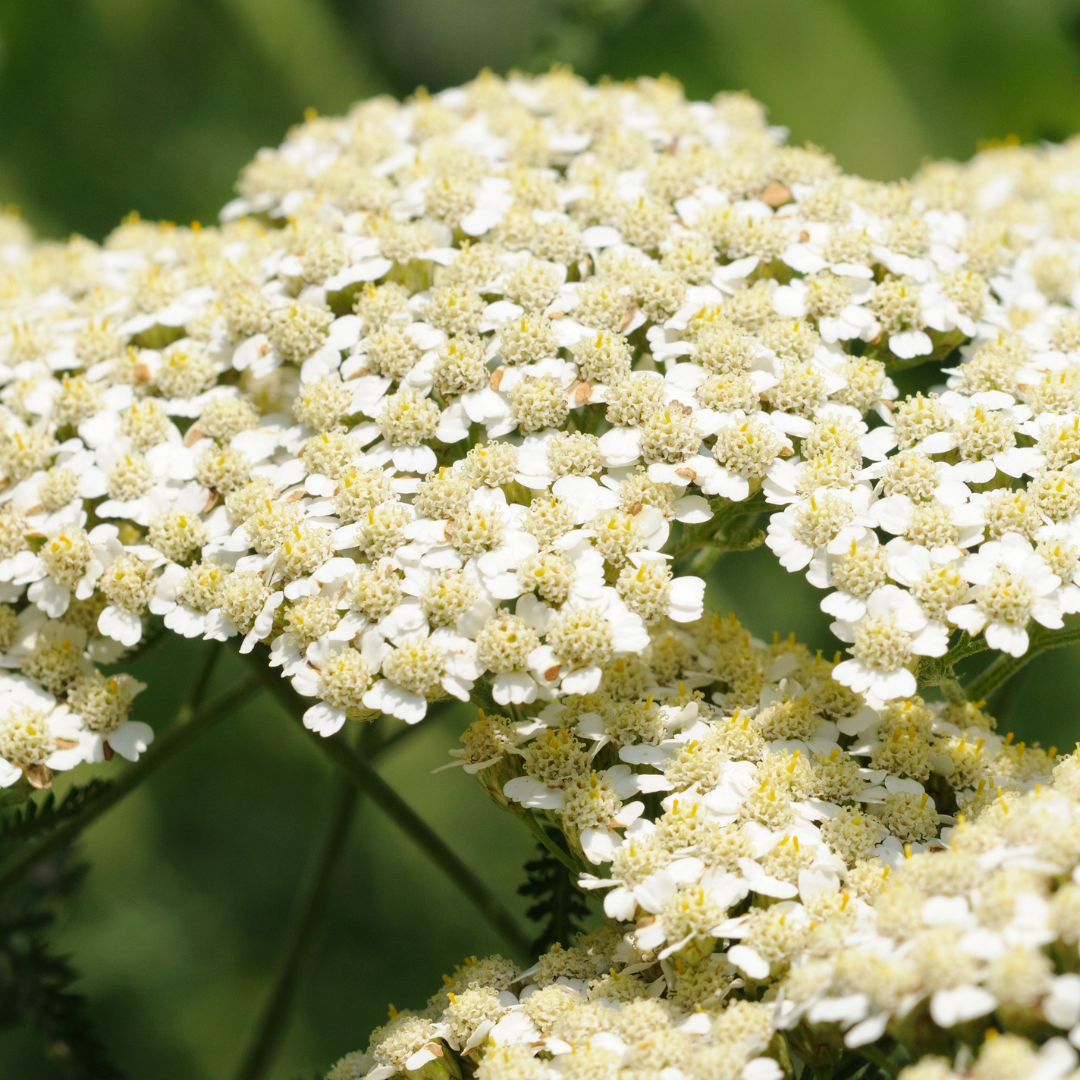 Yarrow Flower Loose Herb 1oz Organic