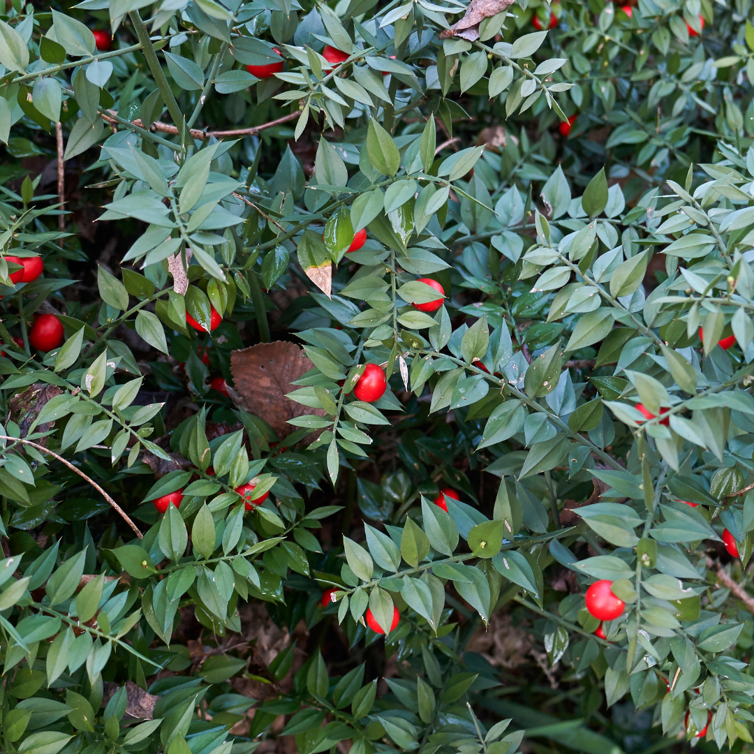 Butcher's Broom Root Herb 1oz (28g)