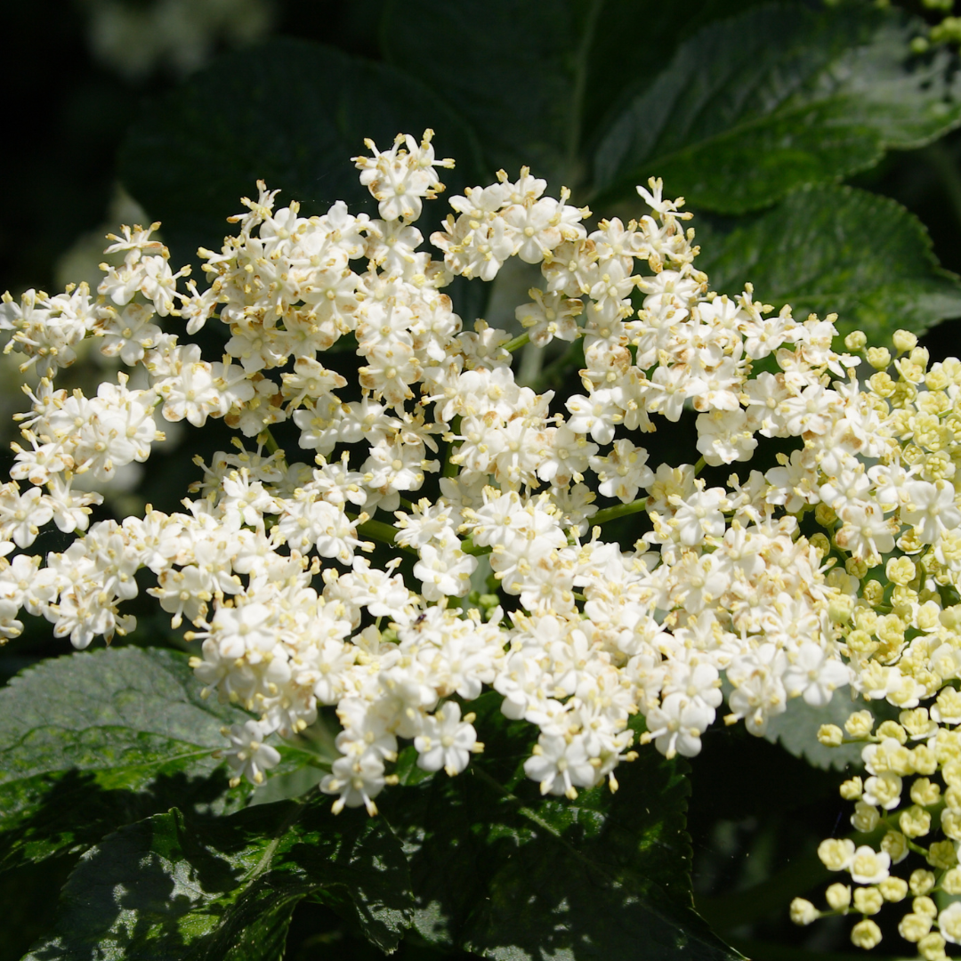 Elderflower Loose Herbs 2oz Organic