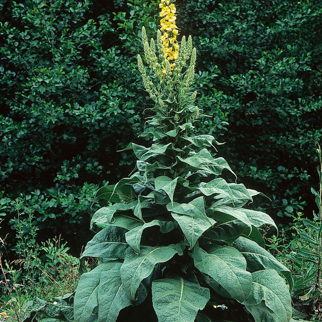 Mullein Loose Herb 1oz Organic