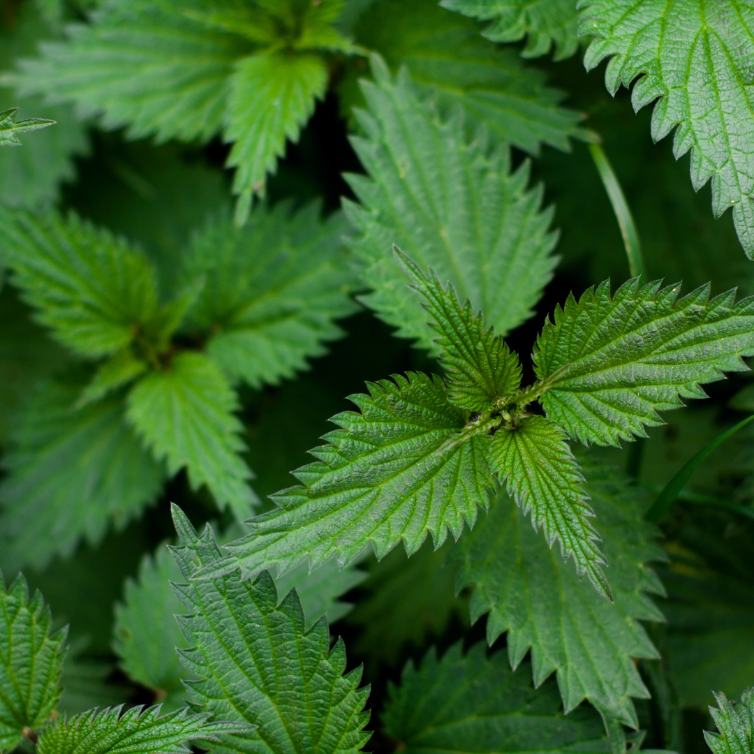 Nettle Leaf Herb 1oz/28g