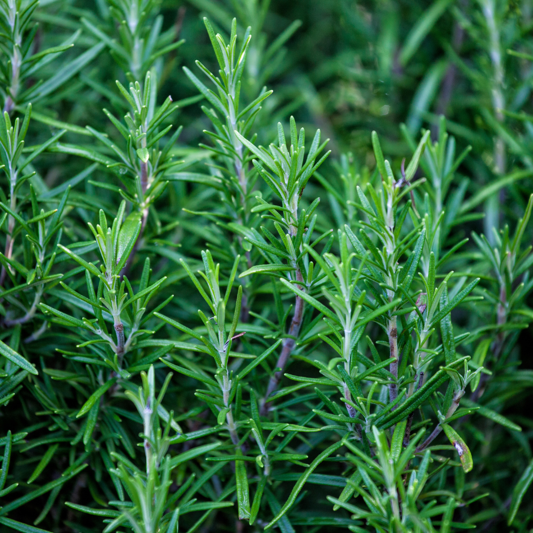 Rosemary Leaf Loose Herb 2oz