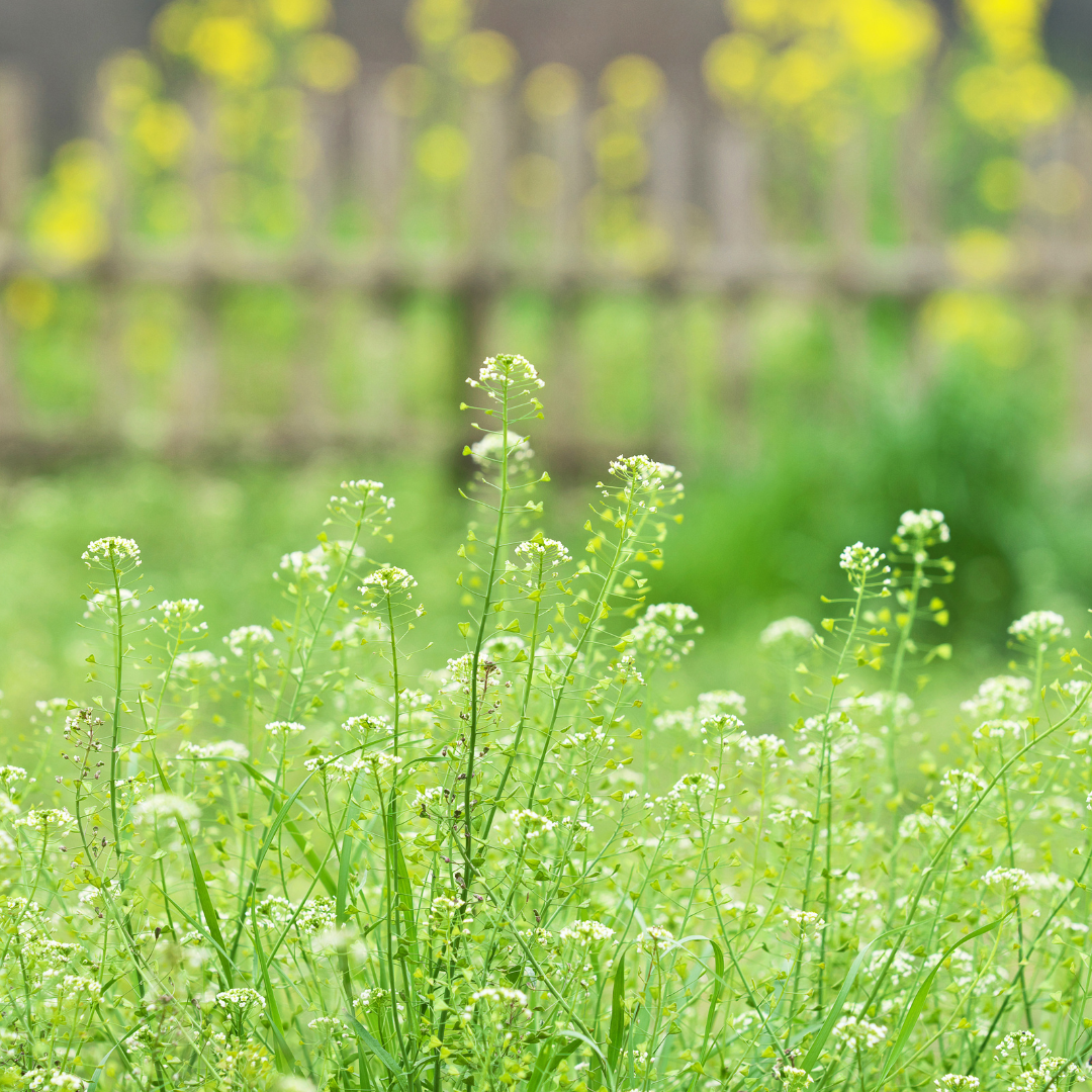 Shepherd's Purse Herb 1oz (28g)