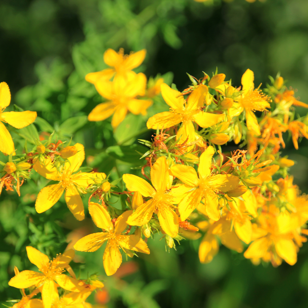 St. Johns Wort Herb 2 oz/56g