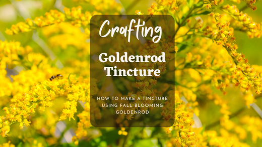 Goldenrod - Fall's Treasure For Tinctures