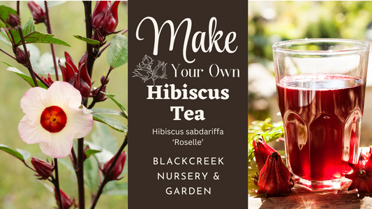 Make Your Own Hibiscus Tea