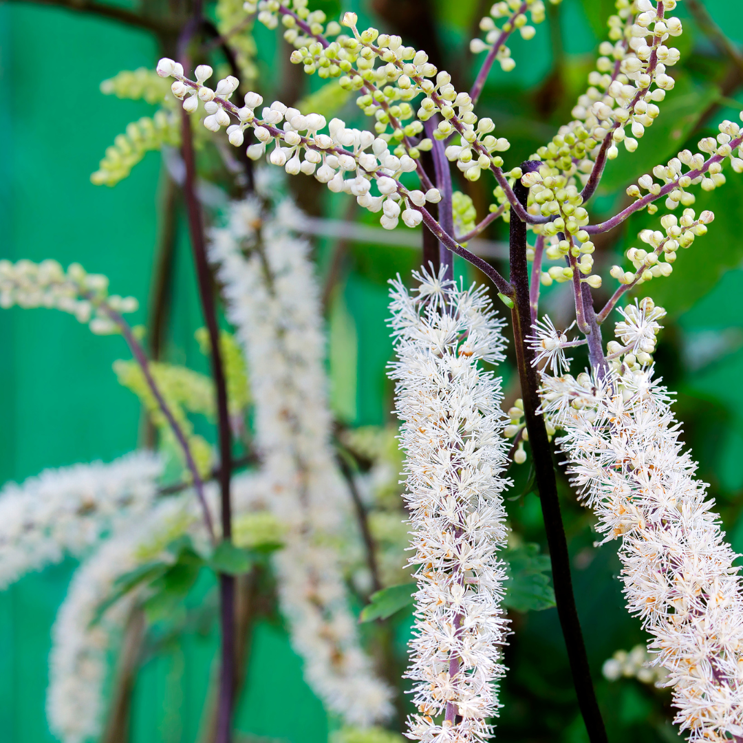 Black Cohosh Root Herb Each 1 oz
