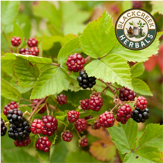 Blackberry Leaf Loose Herb 1oz (28g)