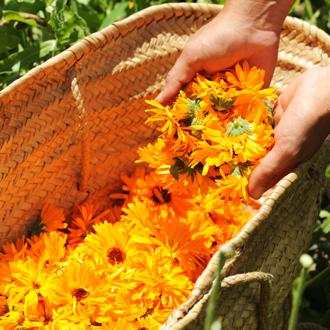 Calendula Flowers Loose Herb 1oz