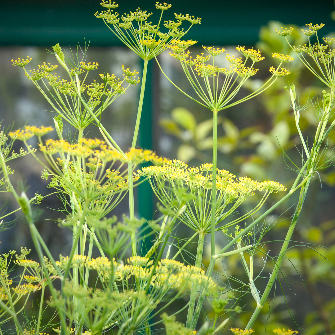 Fennel Seed Powder Herb 1oz (28g)