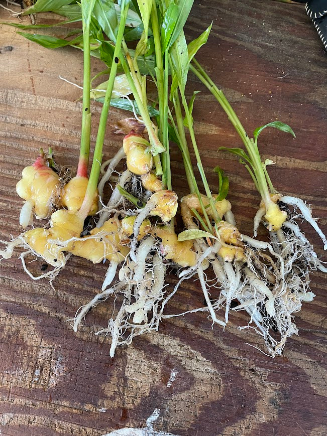 Ginger Root Tea 2oz/56g