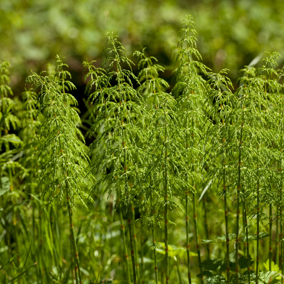 Horsetail (Shavegrass) Herb 1oz (28g)