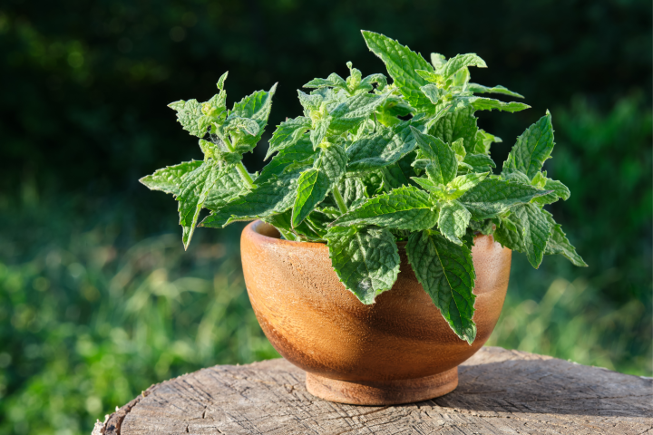 Lemon Balm Leaf Herb 1oz/28g