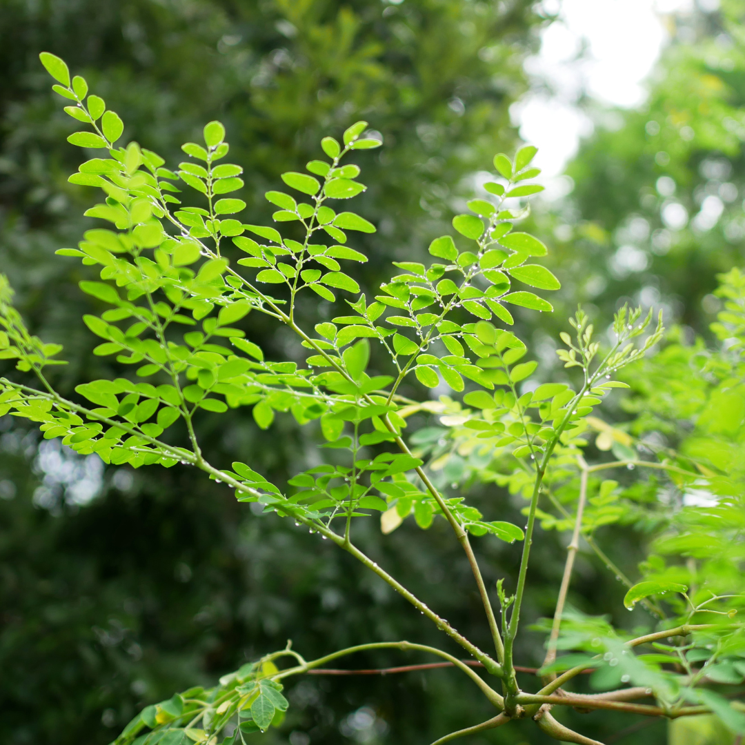 Moringa Leaf Loose Herb 1oz/28g Organic