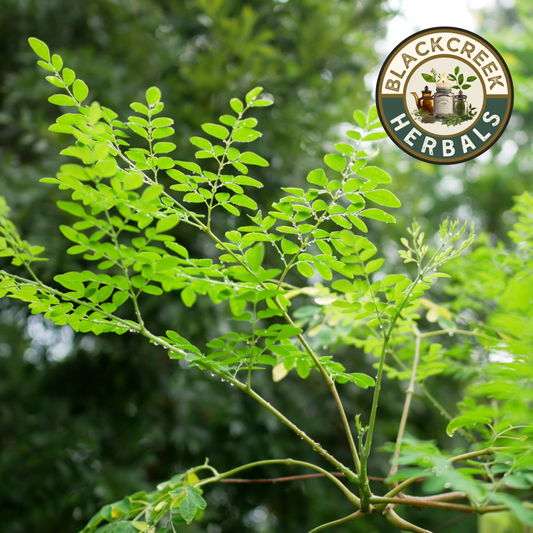 Moringa Leaf Loose Herb 1oz Organic