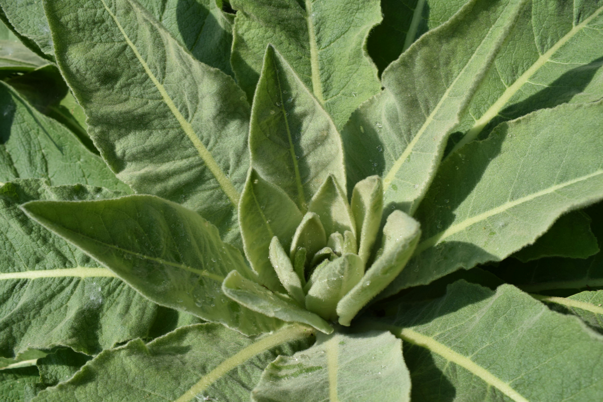 Mullein Loose Herb 1oz/28g
