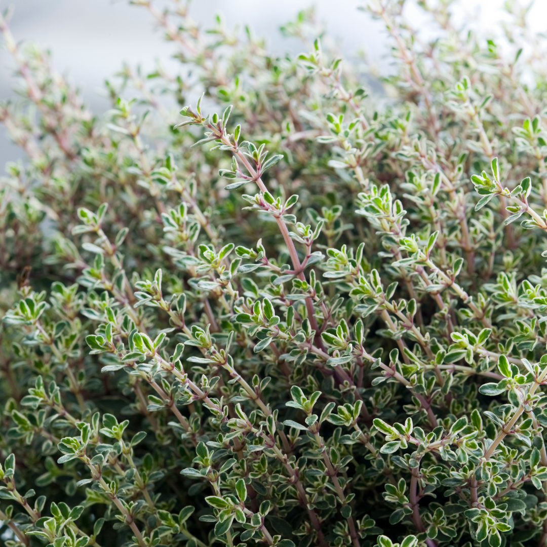 Thyme Leaf Loose Herb 1oz Organic