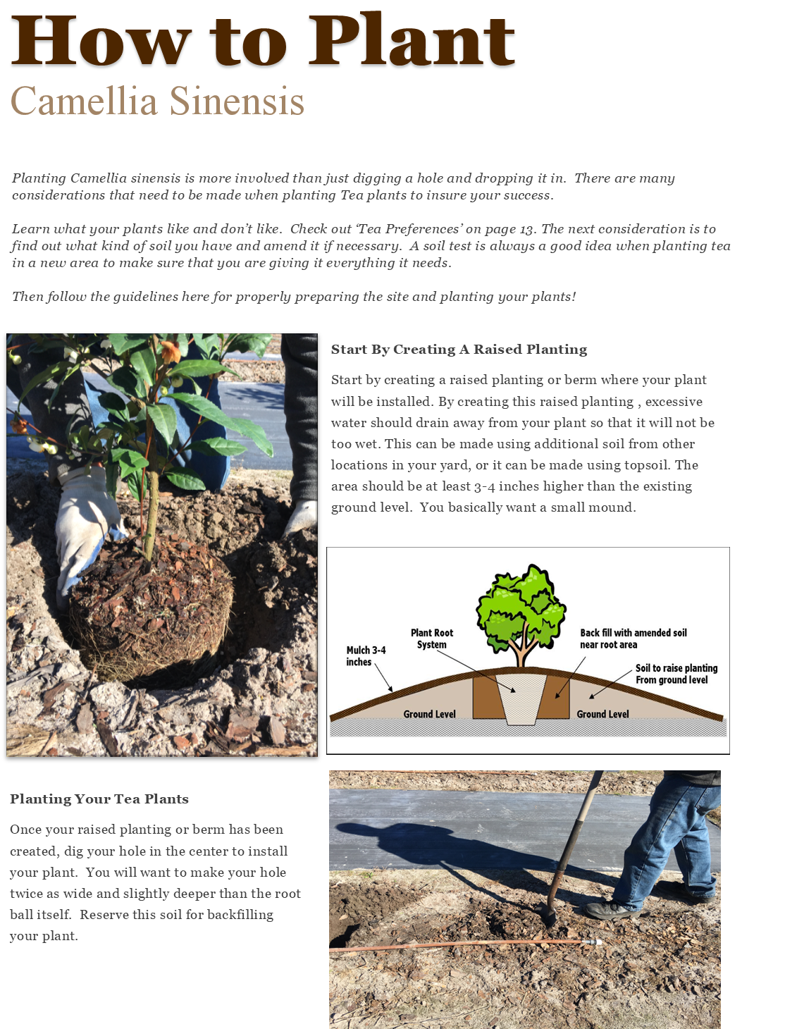 The Tea Gardener ~ Digital PDF Edition
