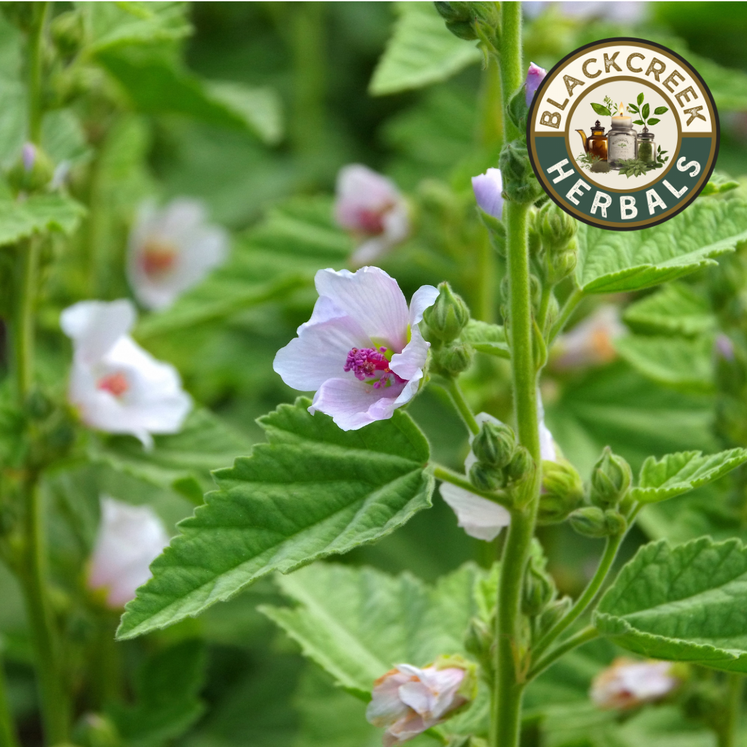 Marshmallow Root Loose Herbs 1oz Organic