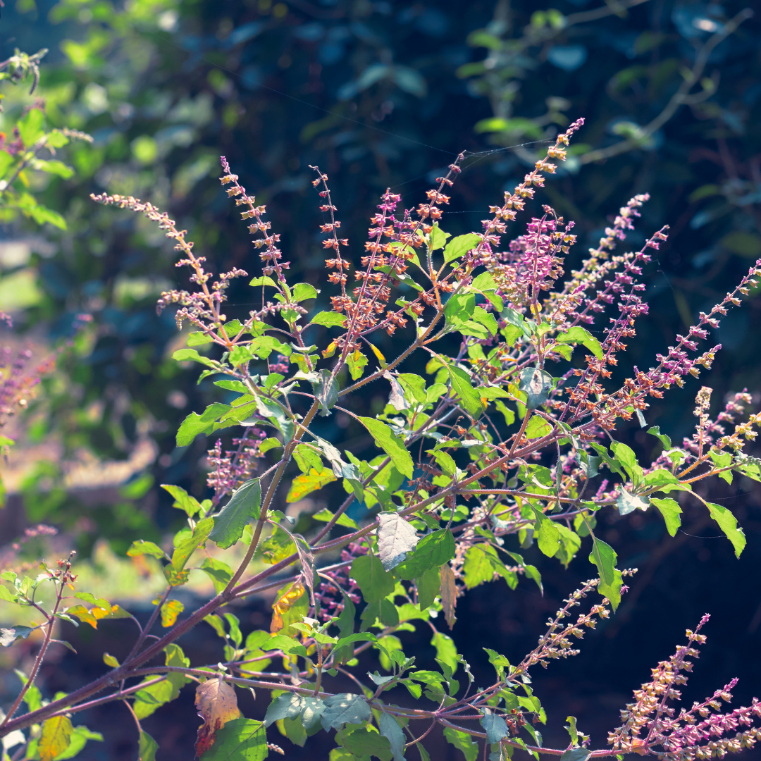 Tulsi Loose Herb 1oz